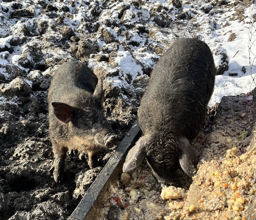 Mangalice maciorki, 2- miesięczne