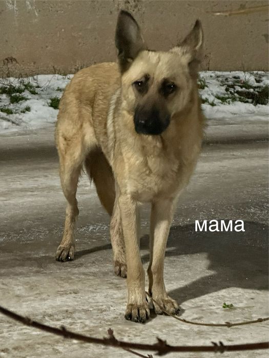 Цуценя шукає дім