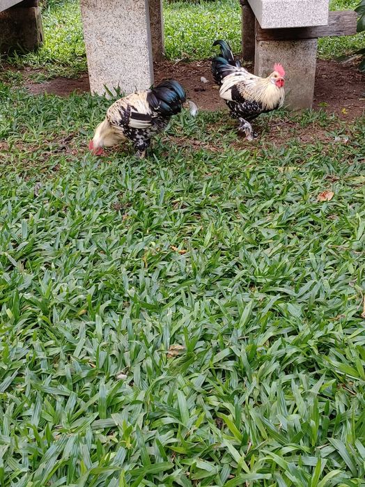 Garnizos casais/trios