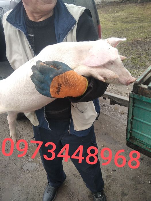 Маленькі поросята.