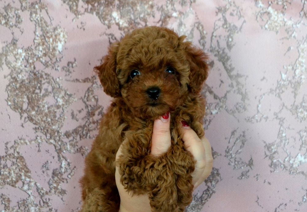 Девочка той ред браун