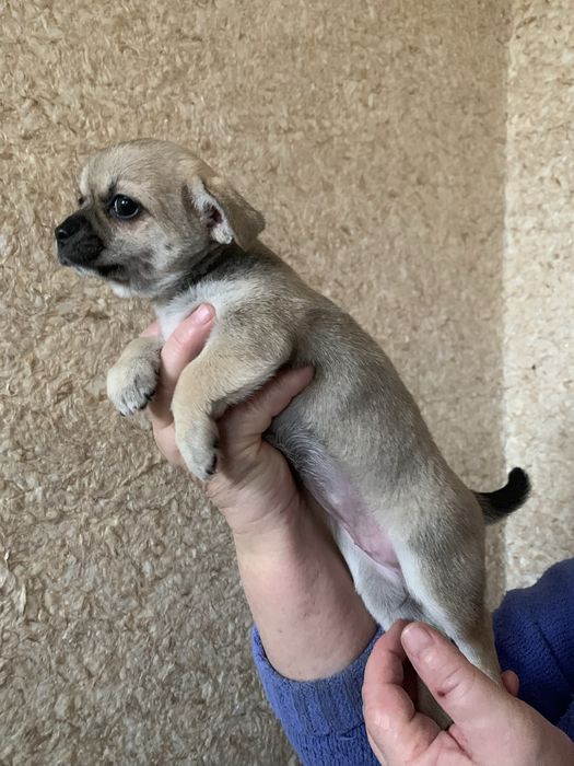 Щенята чихуа дівчатка