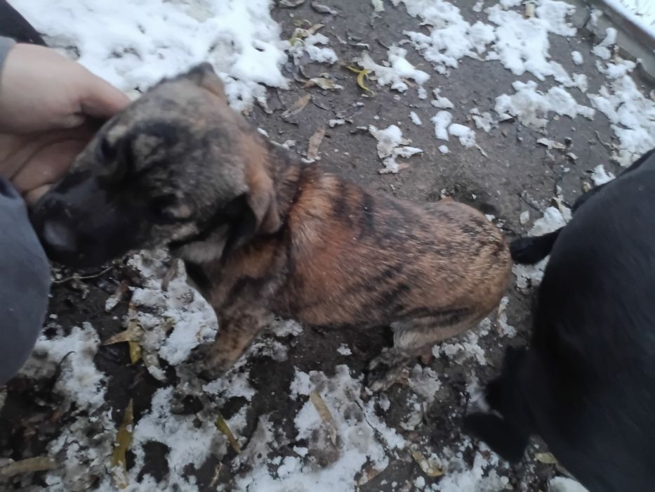 Szczeniaki do oddania za darmo