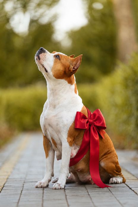 Щенки Amstaff. Документы КСУ, тестированные родители