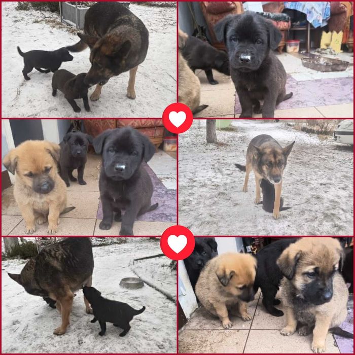 Szczeniaki szukają domów.