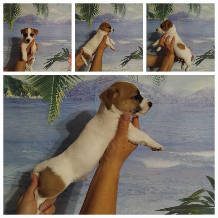 Джек Рассел терьер!