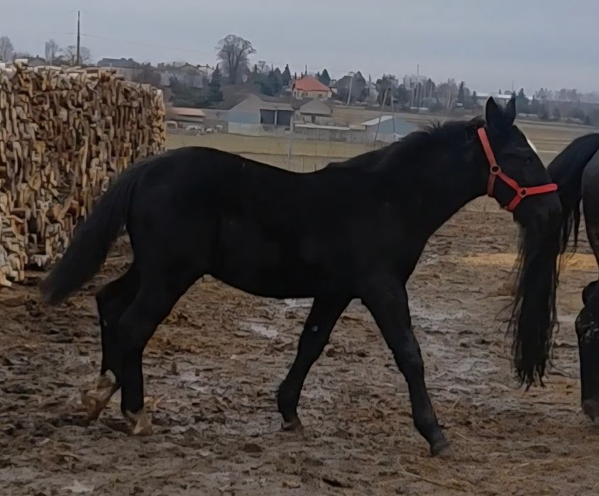 Ogierek śląski 9 miesięcy