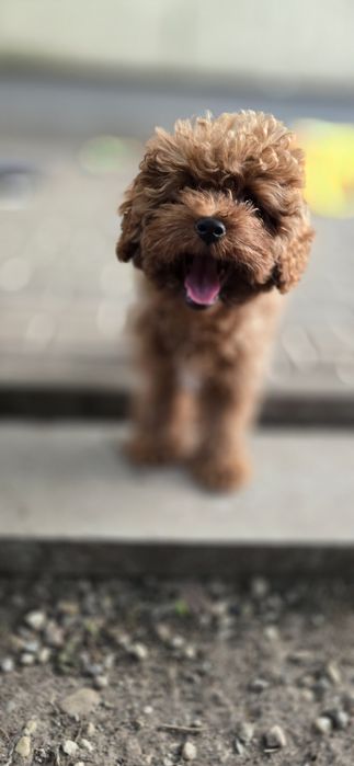 Cavapoo /maleńka dziewczynka
