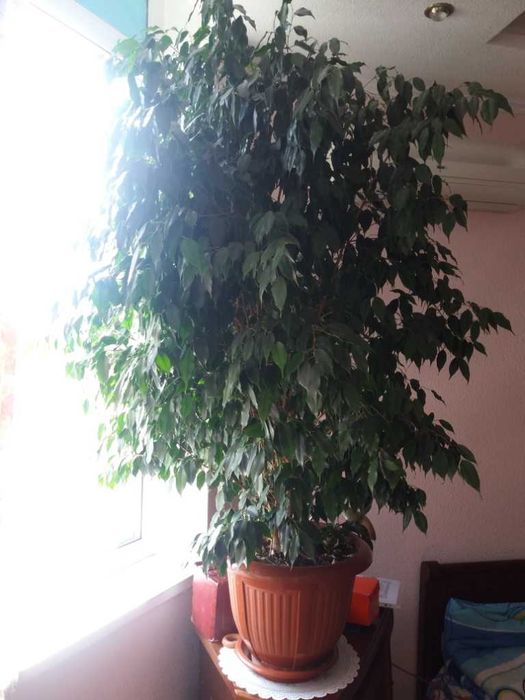 Драцена, фікус -дерево щастя, красиво, подарунок на довгі роки.