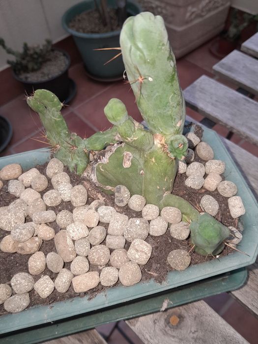 Trichocereus bridgesii monstrose