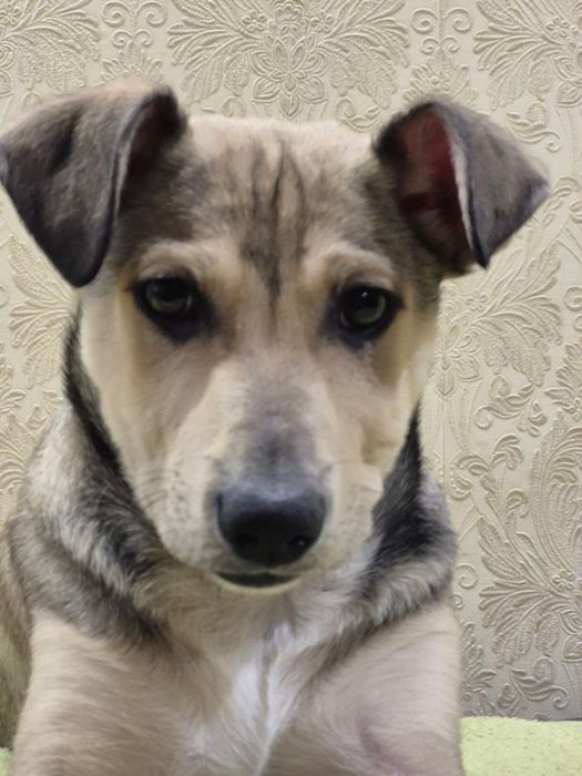 Пес. Собака. Собачка. Щенок. Цуценя.