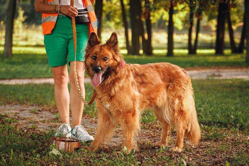Piękna sunia pilnie szuka domu