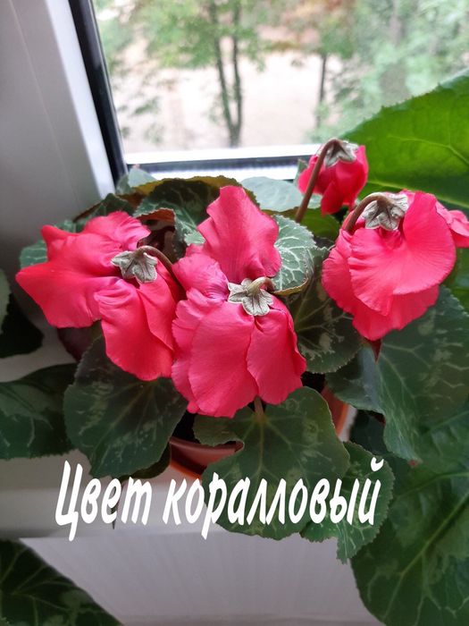 Семена цикламена