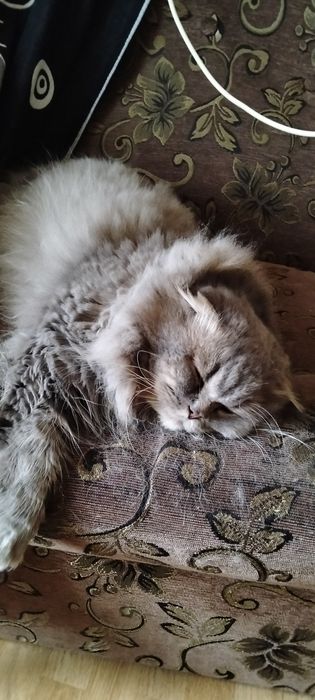 Вязка кот вислоухий