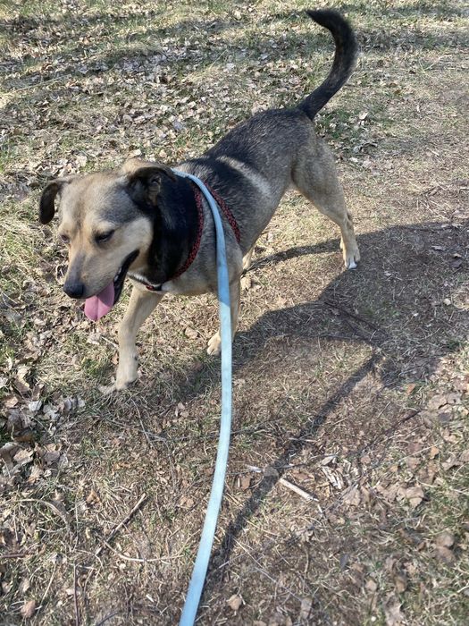 Szarik - roczny piesek do adopcji