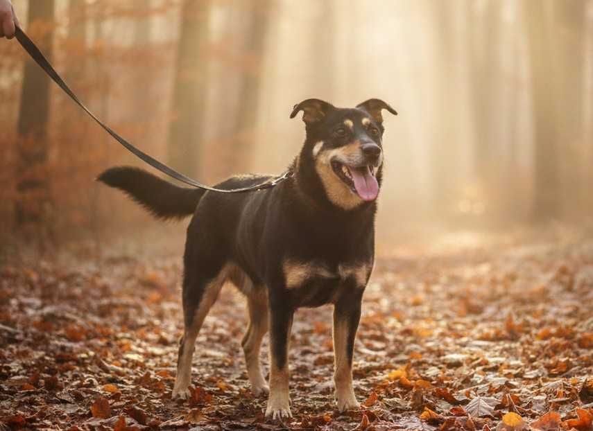 MANAT - śliczny, łagodny psiak prosi o dom