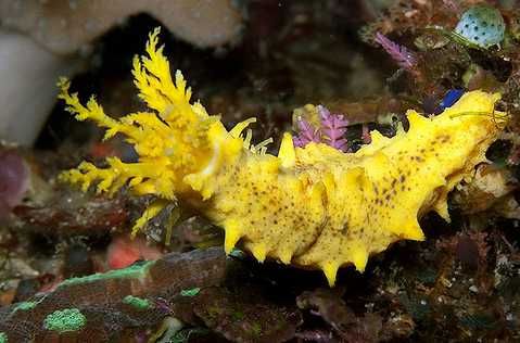 Akwarium morskie - Colochirus robustus