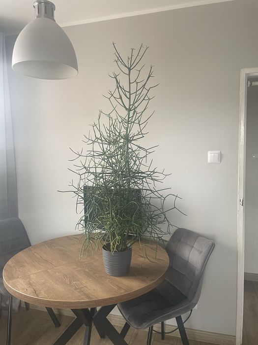 Patyczak (Rhipsalis) 100 cm