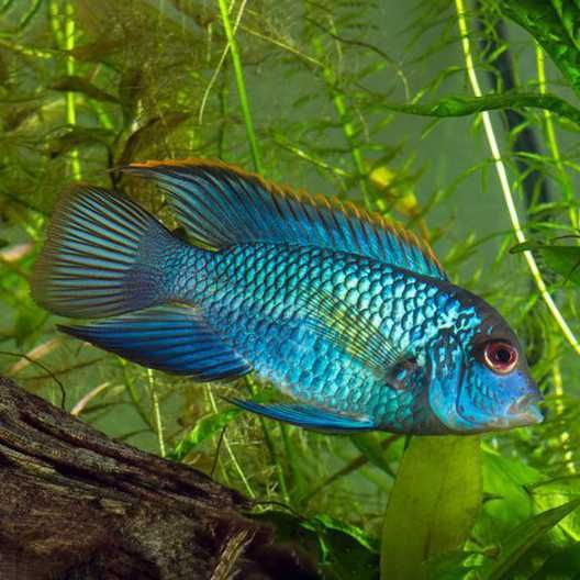 GB Akara Electric Blue - dowóz ryb!