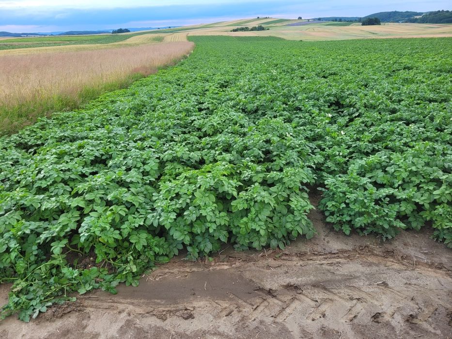 Ziemniaki jadalne denar soraya, oraz paszowe/odpadowe