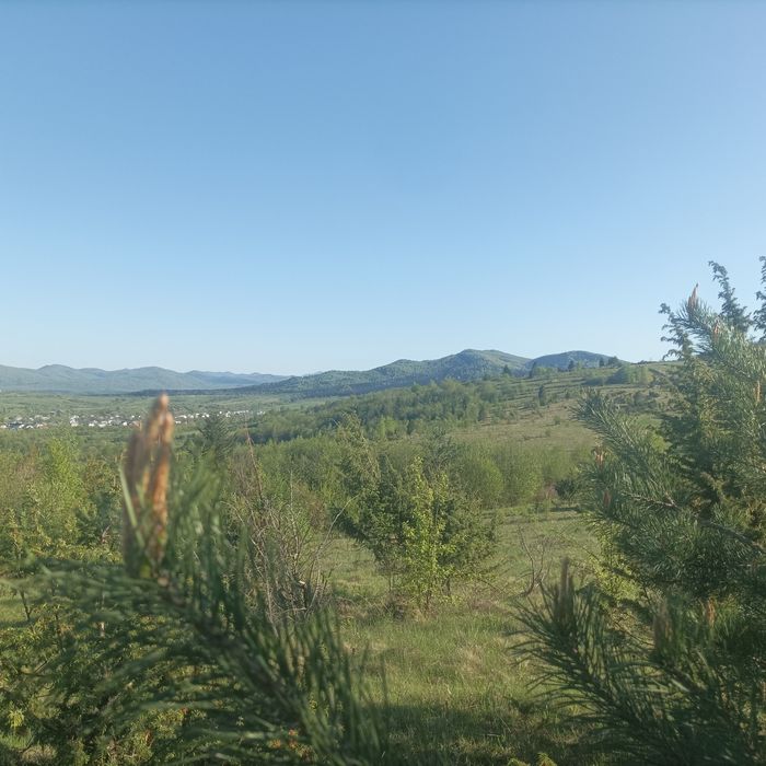 Шишки, варення з шишок з Карпат