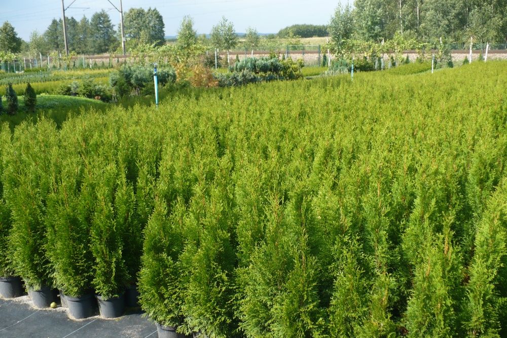 Tuja Szmaragd, Thuja Smaragd, ceny producenta, bez pośredników.