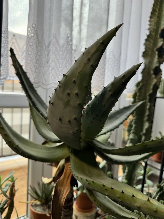 Aloes uzbrojony- Aloe Ferox rzadki okaz!