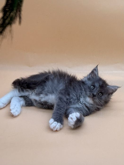 Мейн  кун котенок девочка