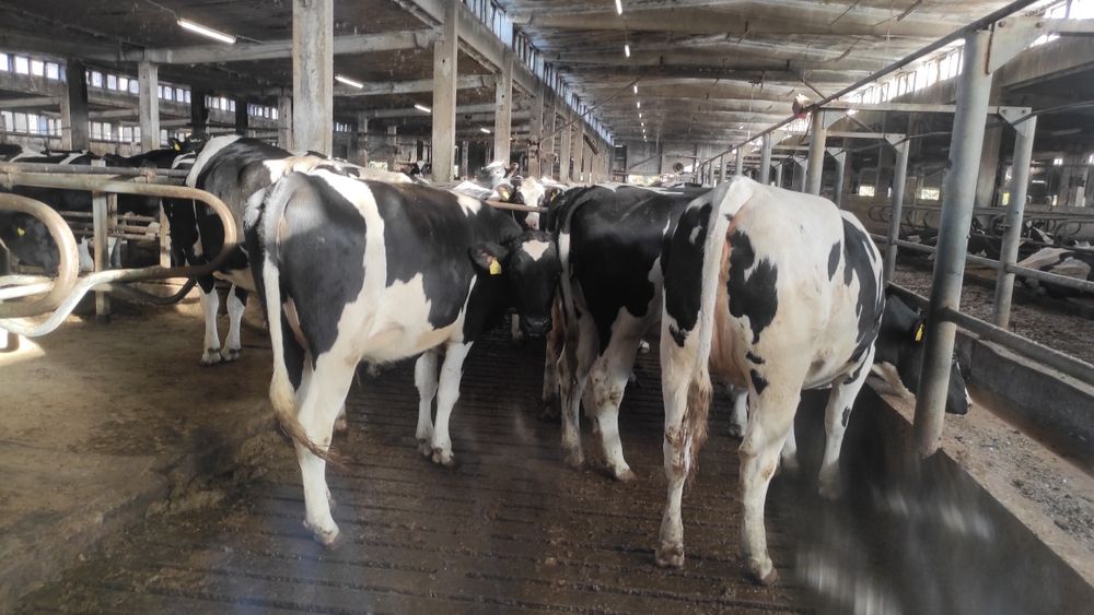 Jałówki cielne pierwiastki krowy . Import