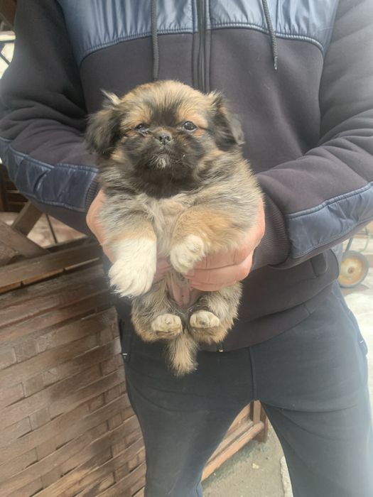 Продам цуценят Пекінесиків
