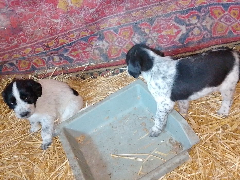 Віддам у добрі руки гарних цуценят безкоштовно хлопчиків та дівчаток.