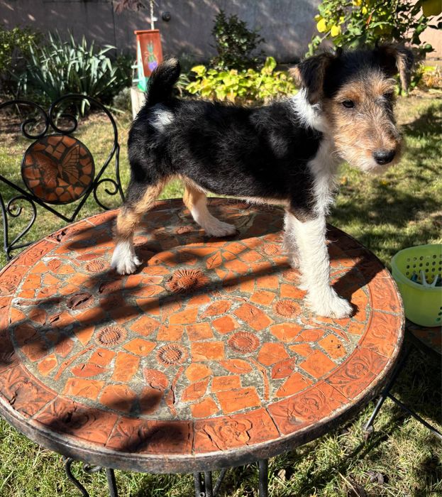 Щенки жесткошерстного фокстерьера КСУ/FCI