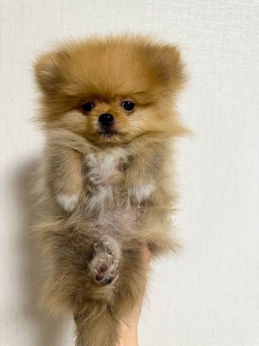 Щенки шпица 3 мес  реальные фото , вконце фото  мамы и папы