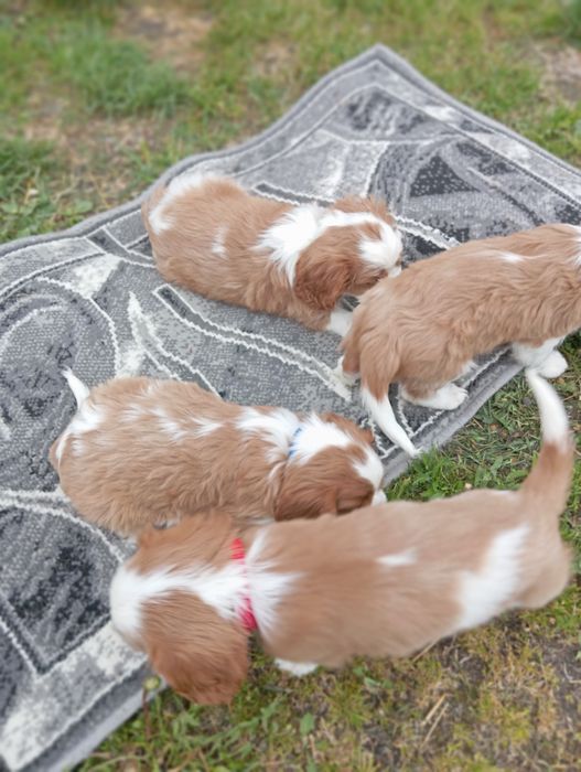 cavalier king charles spaniel