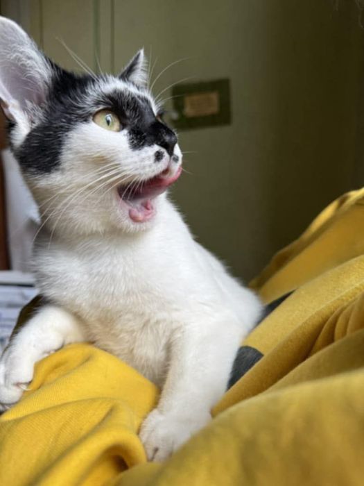 Кошеня, котеня, котенок, котик, киця, кицюня, кітка, кіт