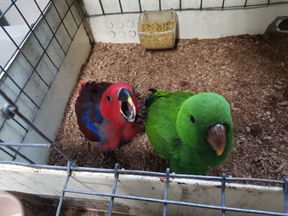 Casal de Papagaio ecletus