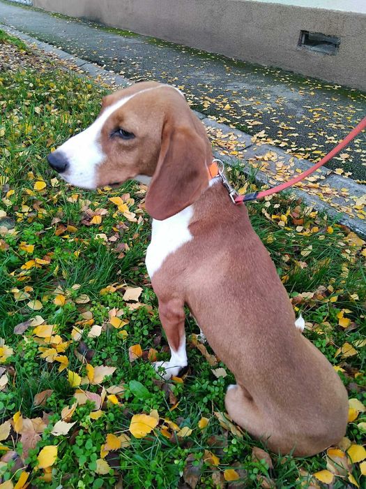 Gończy chorwacki do adopcji