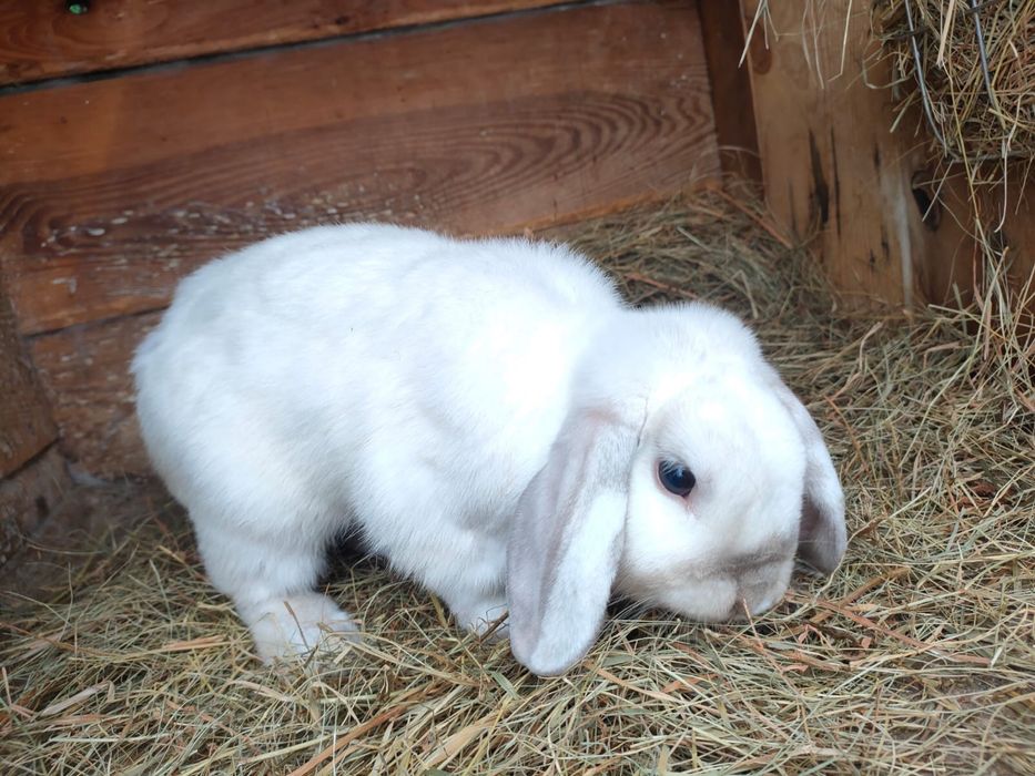 Samczyk Mini Lop