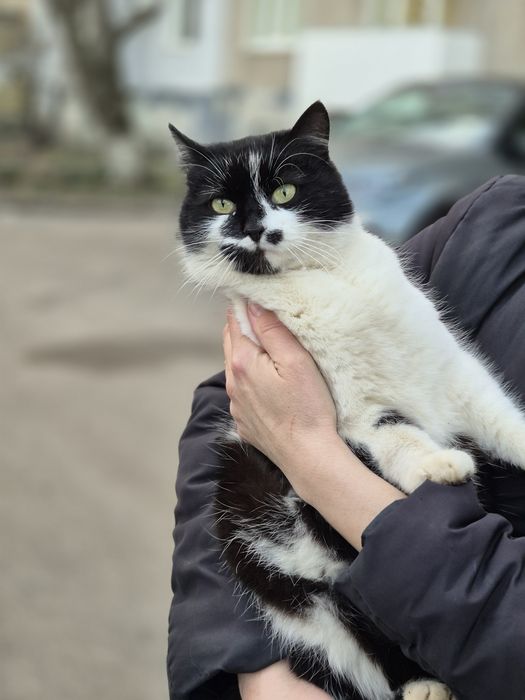Молода киця шукає дім