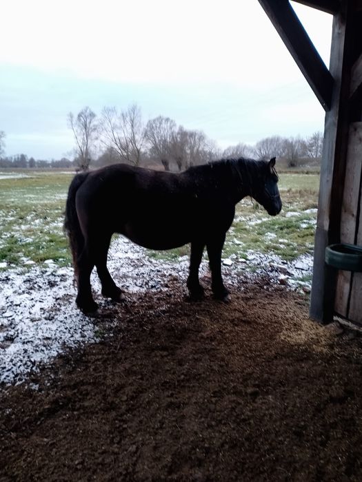 Klacz zimnokrwista, klacze, źrebne