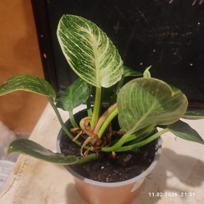 Хапай подарок на День влюбленных и 8 Марта! марта филодендрон Биркин