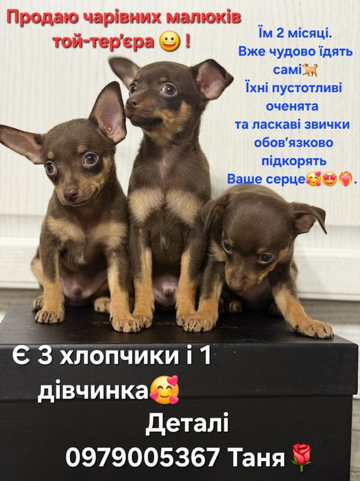 Цуценята Той-тер’єра