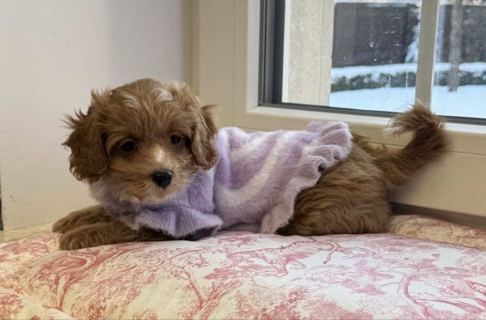 Мальтіпу ф1- карамельна дівчинка