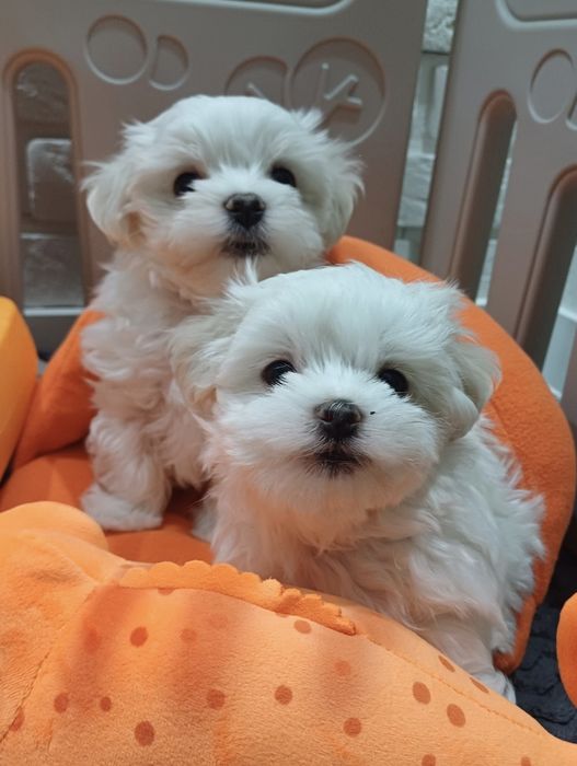 Szczenię rasy maltańczyk