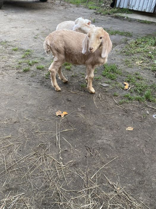 Козенята нубійської породи(кози нубійкі)