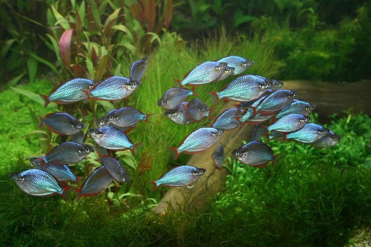 GB Tęczanka Neonowa