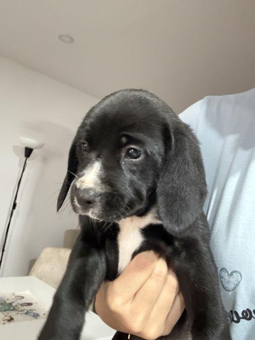 Cachorrinhos para adoção