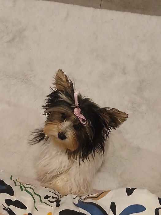 York Biewer śliczny piesek