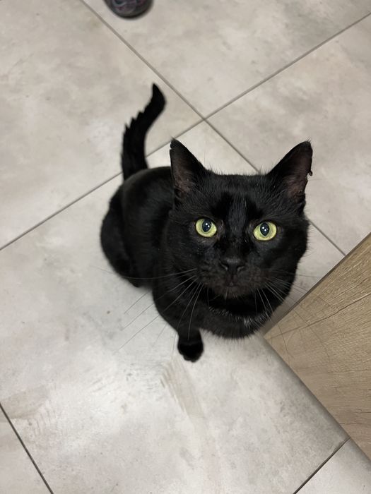 Bardzo pilnie dom dla kota! Nie ma dokad isc!