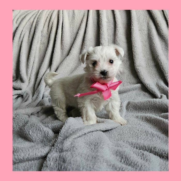 Sunia maltańczyk szczeniaczek